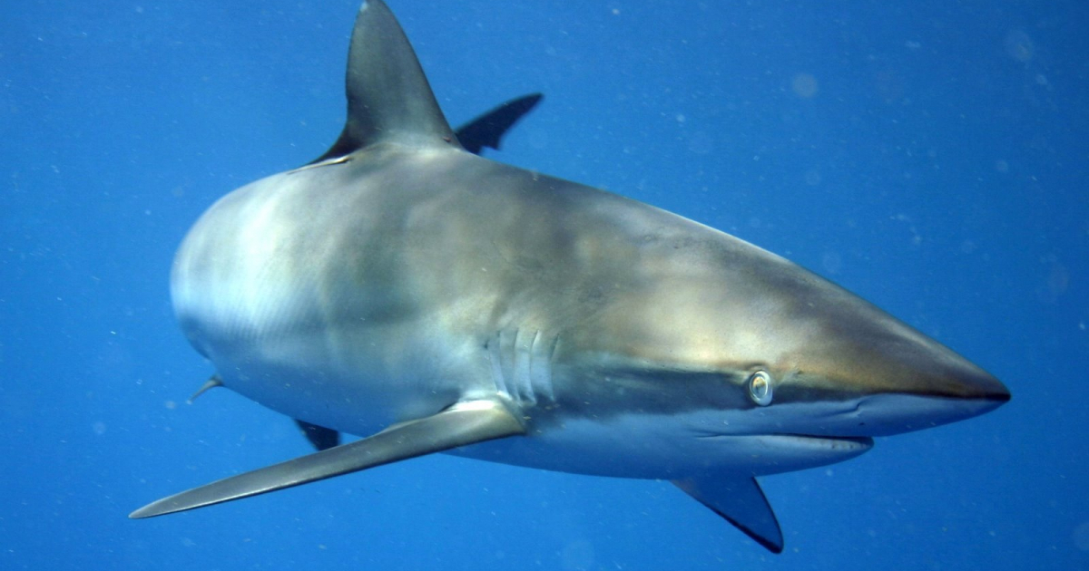 Tiburón © Wikimedia Commons