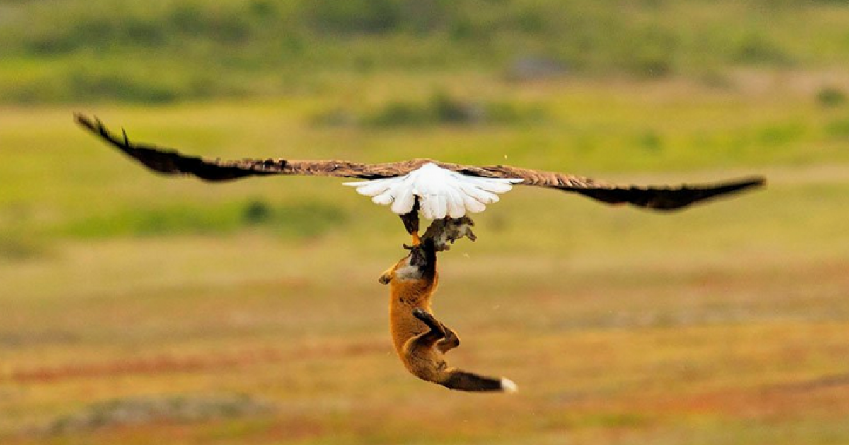 Un zorro y un águila batallan por comida © Twitter / CRCiencia