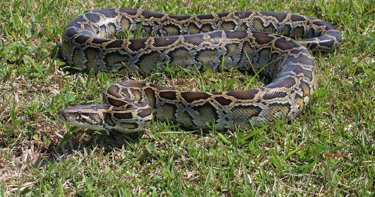 Serpiente Pitón © Pixabay