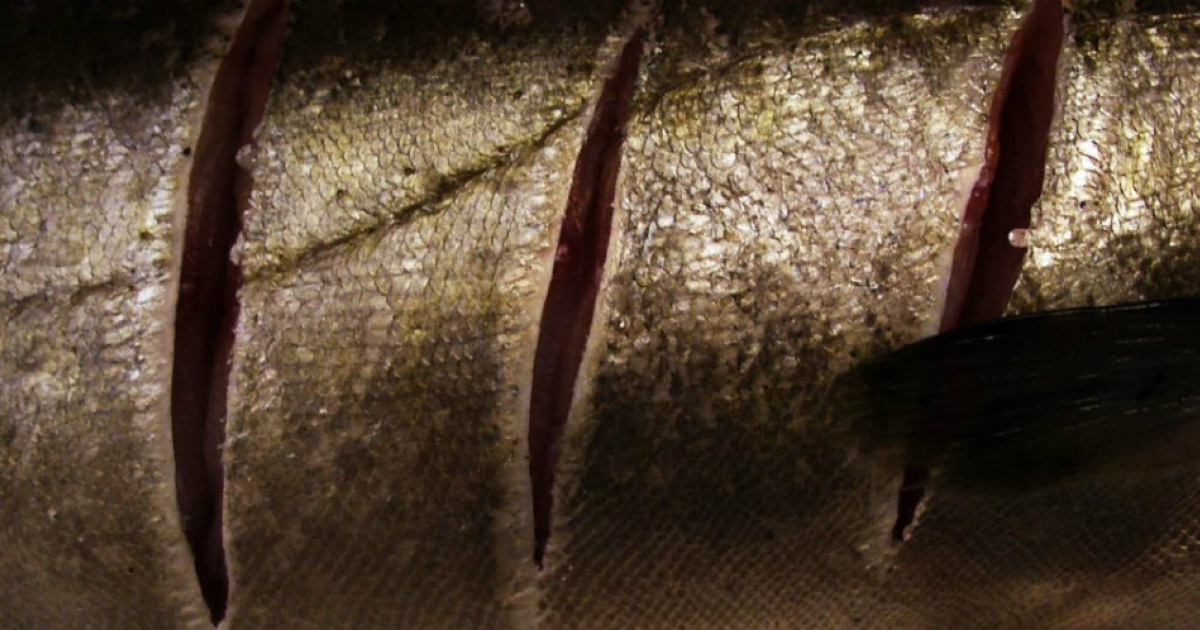 Piel de pescado empleada para la operación de la joven Jucilene Marinho © Flickr / GloomyCorp