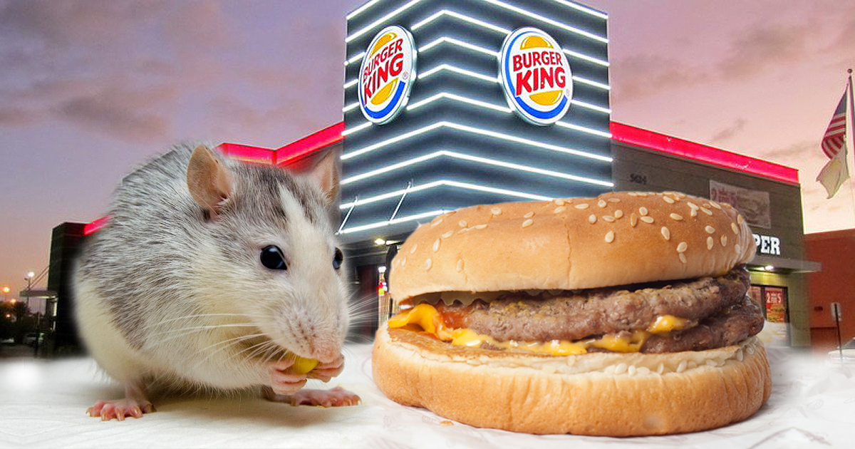 Ratas en un Burger King © Collage CiberCuba