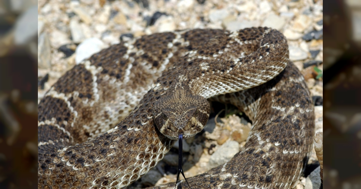 Serpiente de cascabel © Flickr/ Clinton & Charles Roberts