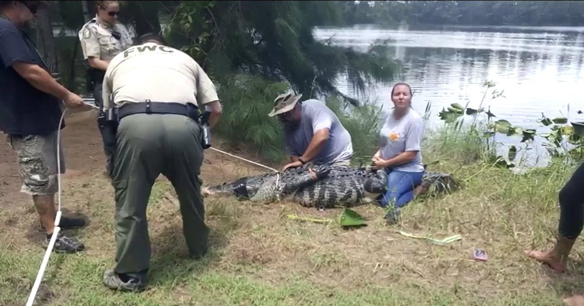 Agentes de La Comisión de Pesca y Conservación de Vida Silvestre de la Florida, cazando al cocodrilo. © Madeleine Wright ‏/ Twitter
