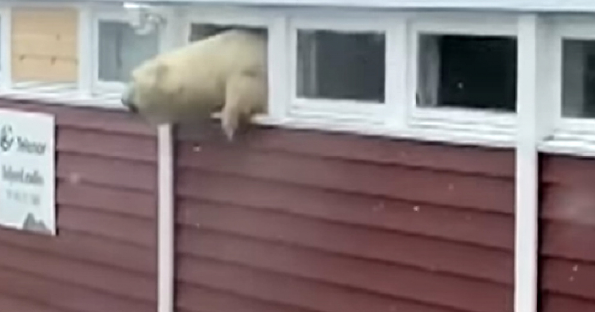 El oso se quedó atorado en la ventana © Captura de YouTube