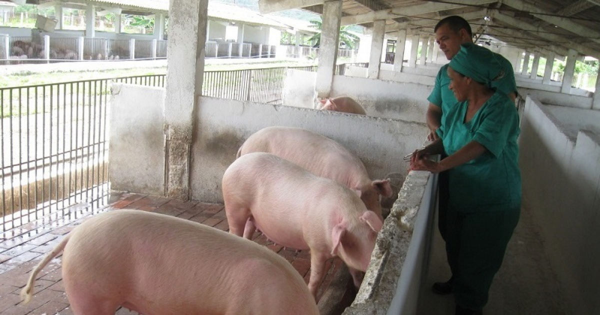Producción porcina en Cuba © Escambray