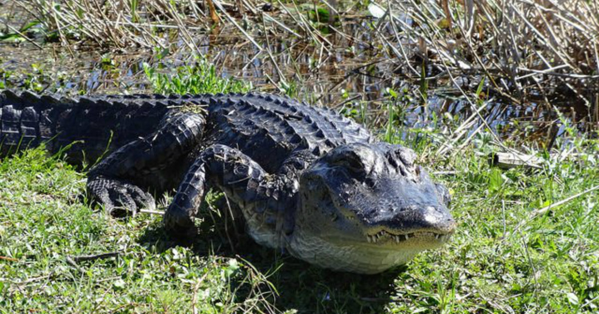 Un cocodrilo, en la Florida. © MyFWC / Twitter