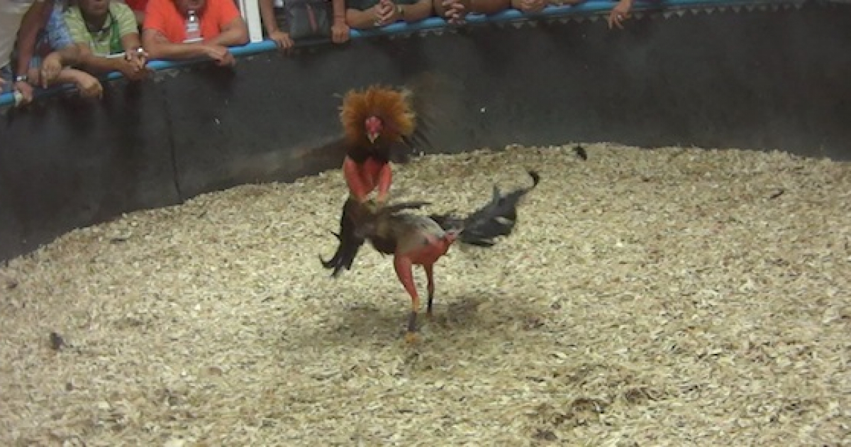 Peleas de gallos en Miami © The Animal Recovery Mission