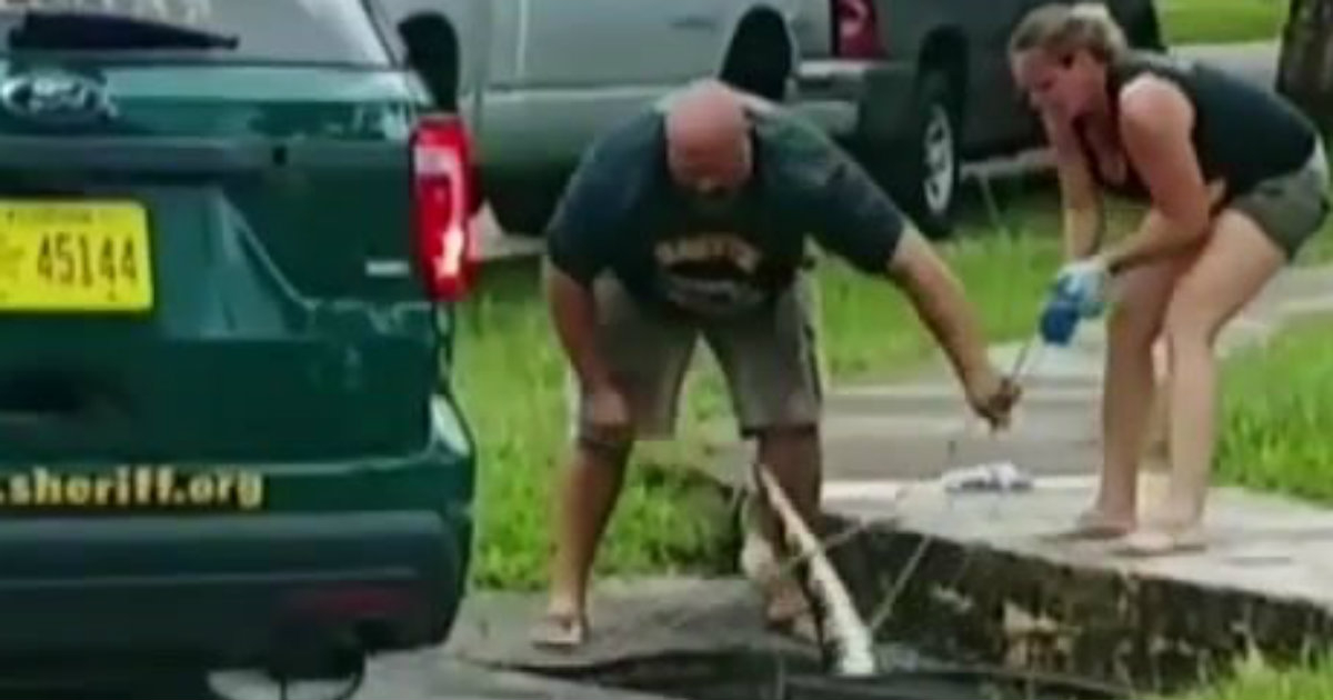 Vecinos de la Florida, dando caza a un caimán. © YouTube.