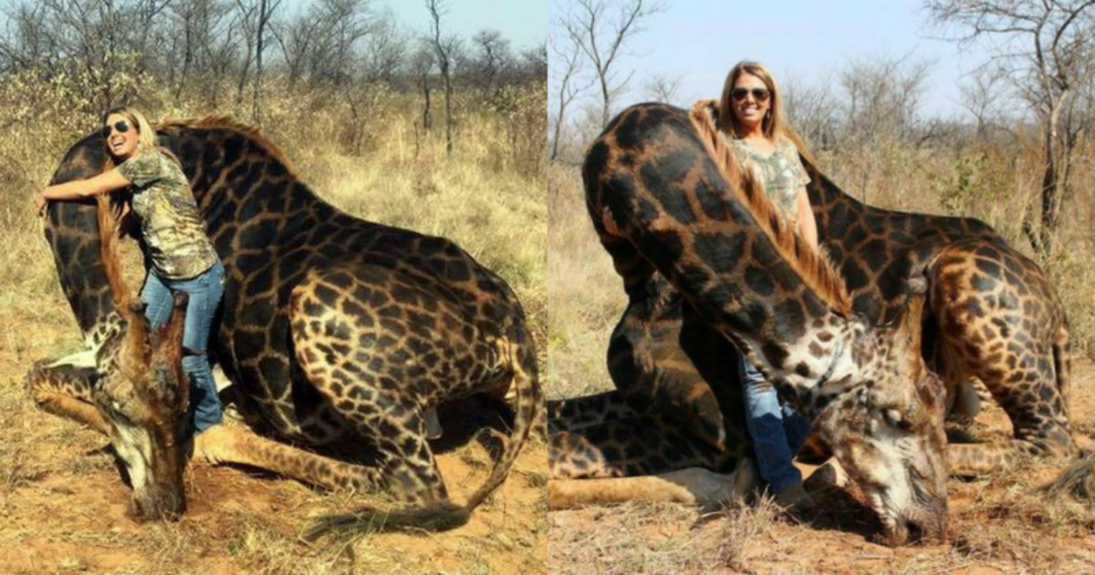 Tess Talley posa junto a la jirafa que mató © Twitter/Africa Digest