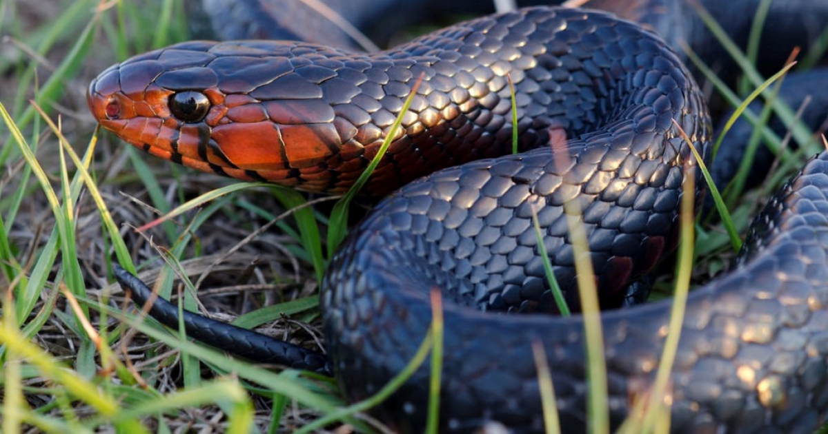 Serpiente de Florida © Flickr/ US Forest Service