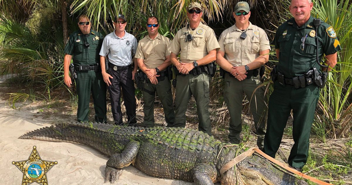 Policías del condado de Sarasota posan con el caimán capturado © Twitter / @SarasotaSheriff