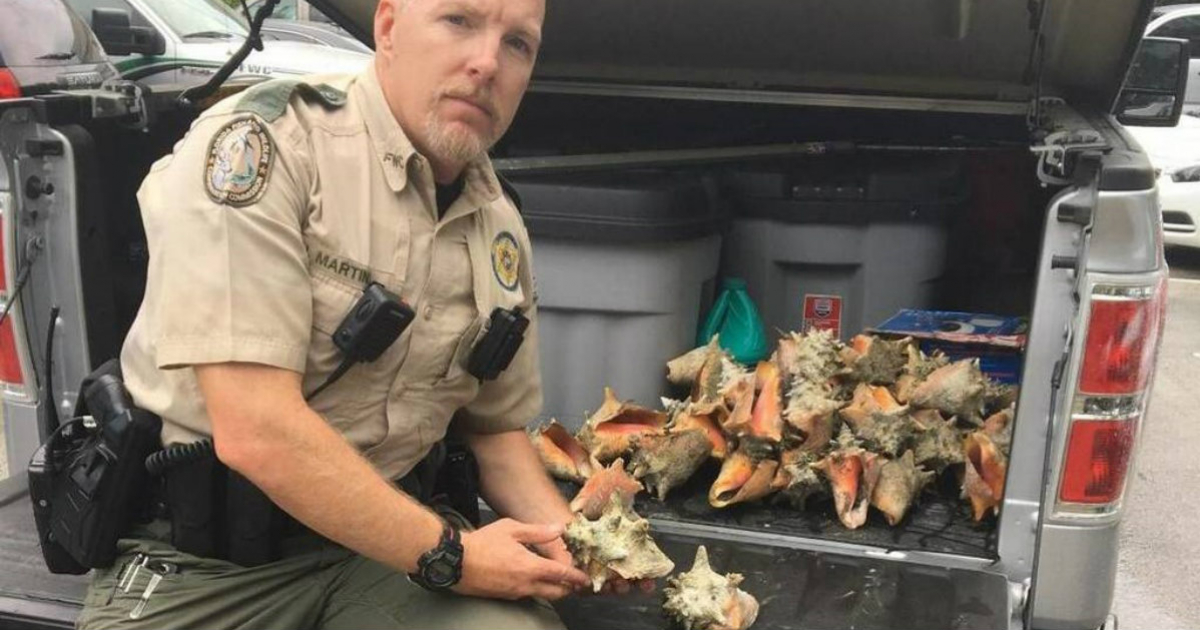 Un oficial posa con los caracoles decomisados. © Florida Fish and Wildlife Conservation Commission