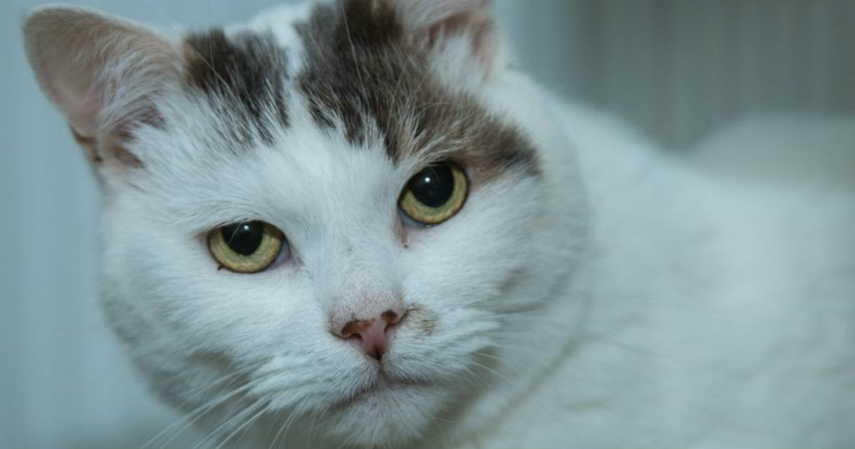 Theo, gato del año en Reino Unido © National Cat of the Year Awards