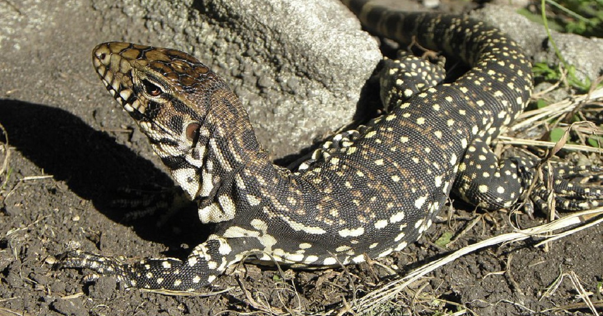 Lagartos tegu © Wikipedia