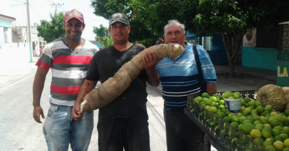 El joven cuentapropista posa con la yuca gigante junto a unos amigos © La Demajagua/ Roberto Mesa Mato