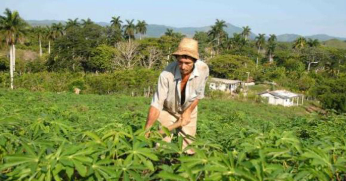 Campesino cubano trabaja la tierra. © Cubadebate