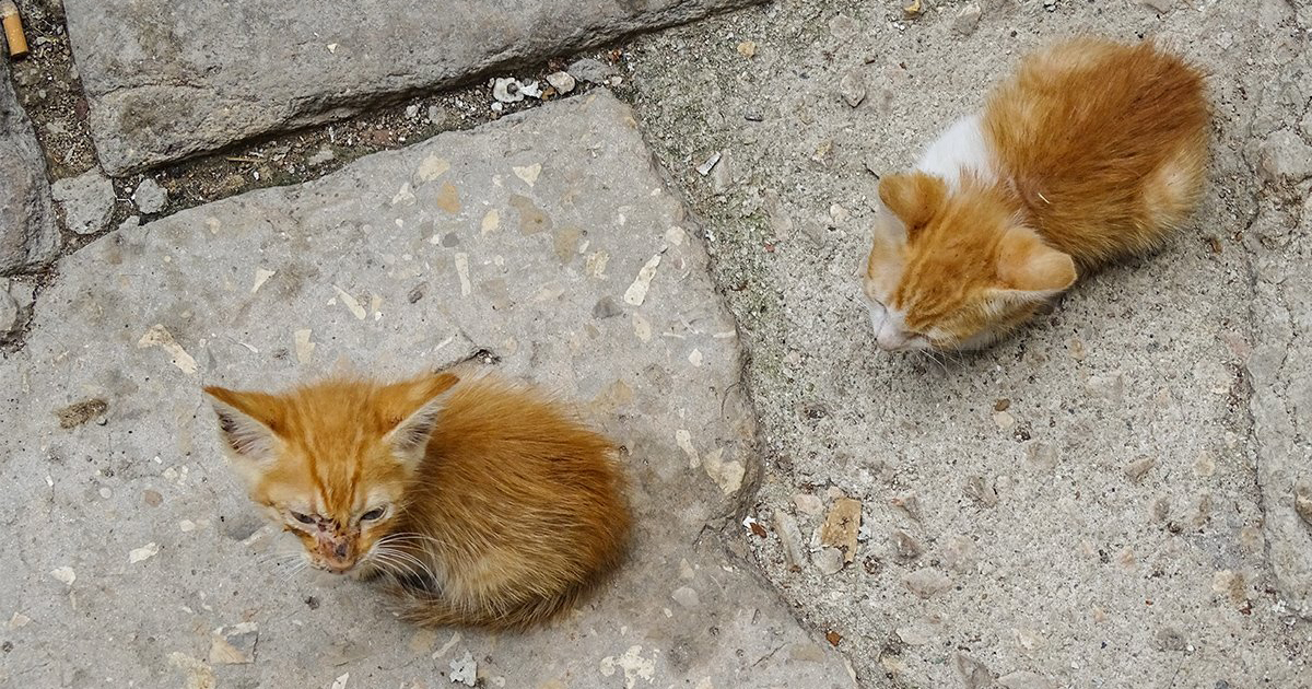 Gatos callejeros (Imagen referencial) © CiberCuba