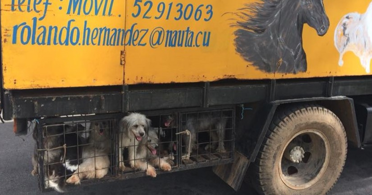 Maltrato animal en Cuba. © Reynold Cutiño/ Facebook