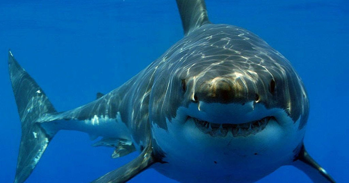 Tiburón, en las aguas de Florida, en una imagen de archivo. © YouTube.