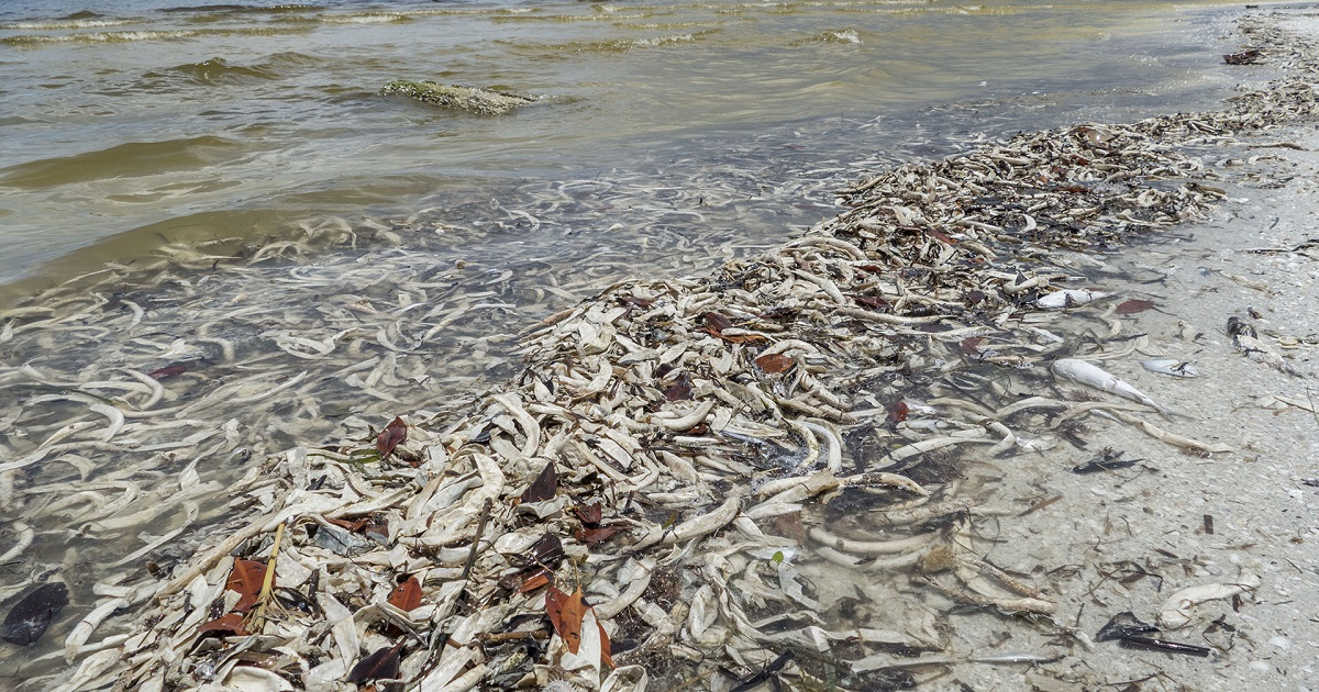 Peces muertos en la Florida © Google Noticias