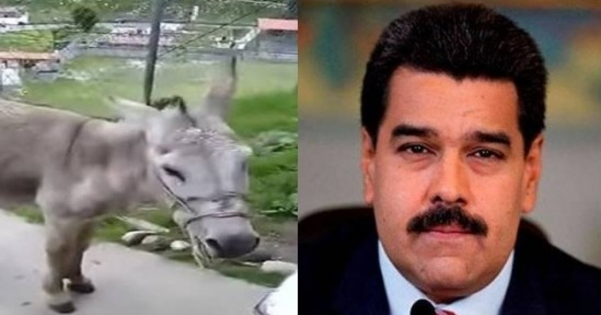 Imagen de un burro y Maduro © YouTube