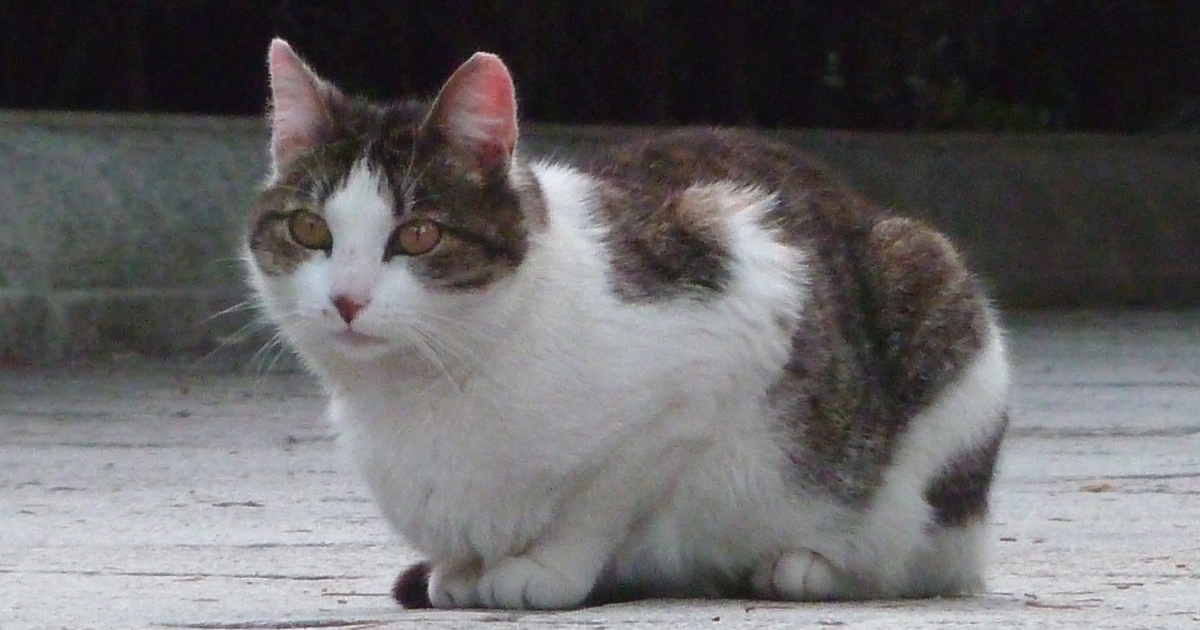 Gato callejero © Wikimedia Commons
