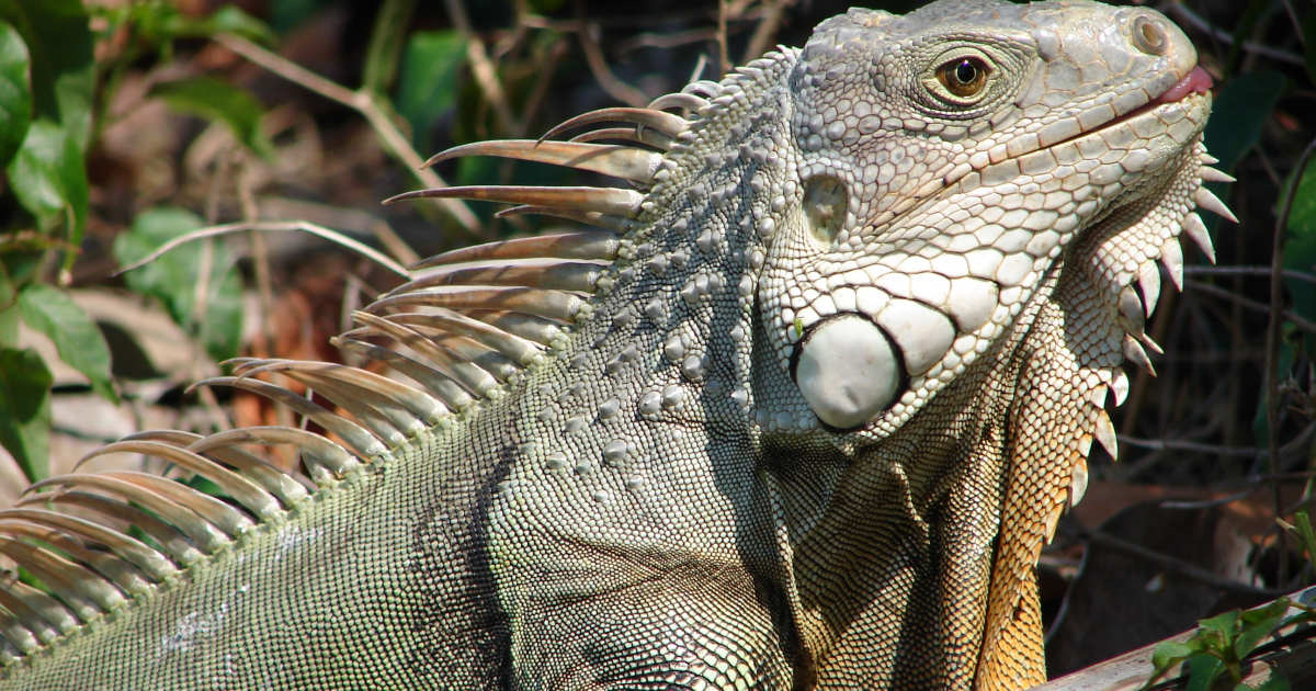 Iguanas en la Florida © Wikimedia Commons