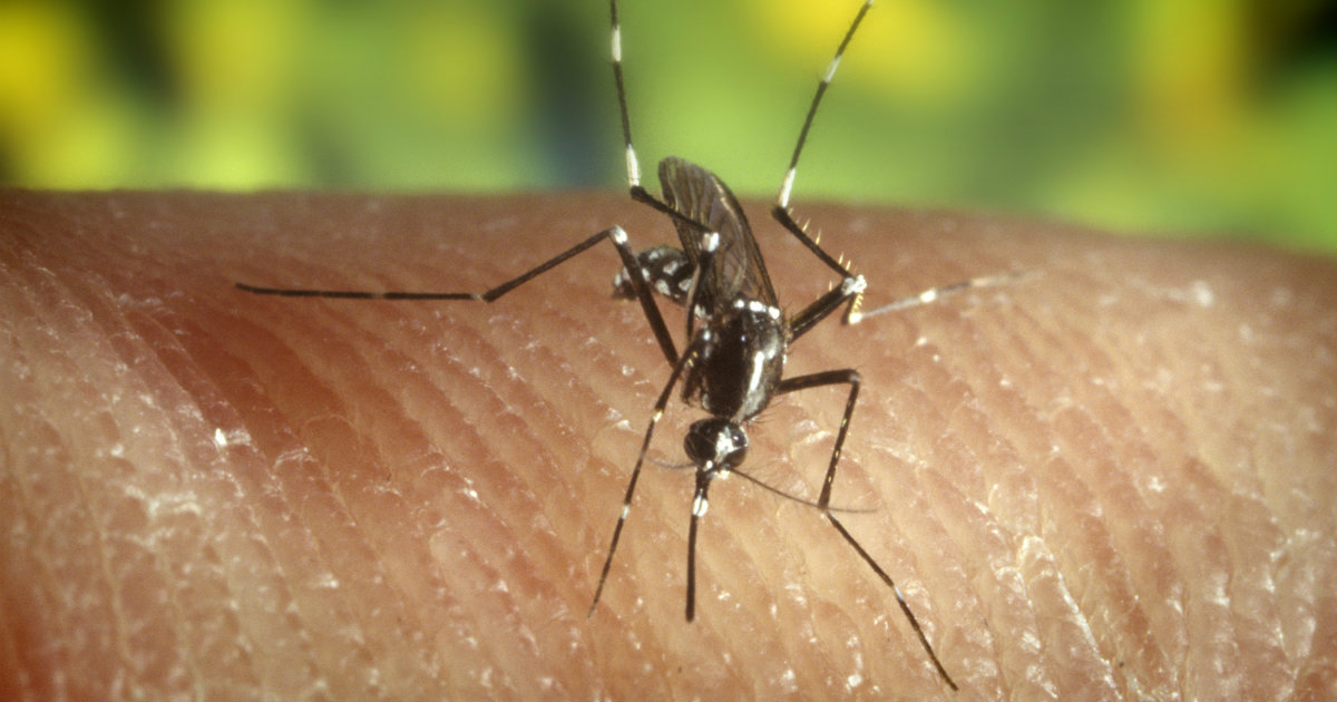 Aedes Albopictus, más conocido como "mosquito tigre" © Wikimedia