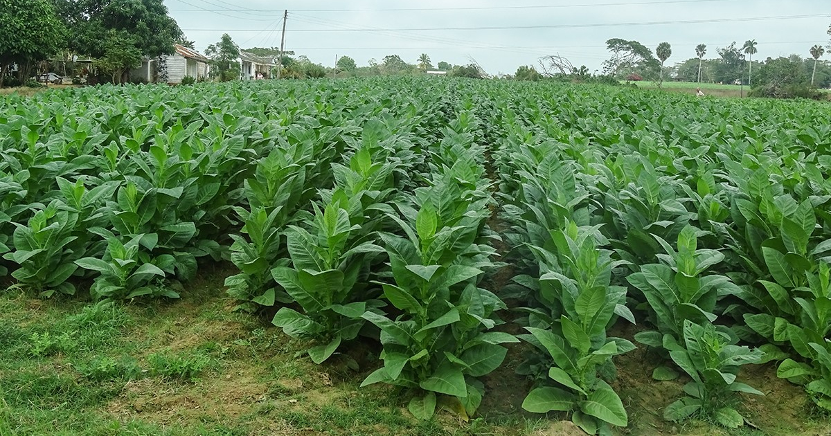Plantación de tabaco en Pinar del Río © CiberCuba