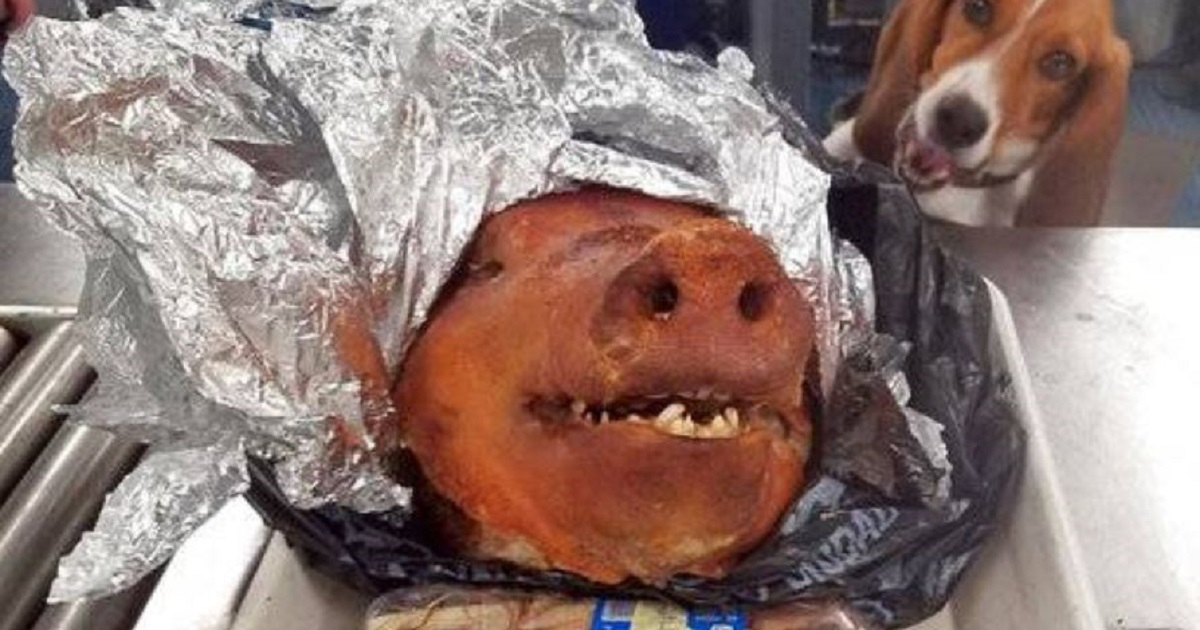Cabeza de cerdo dentro de equipaje © U.S. Customs and Border Protection 