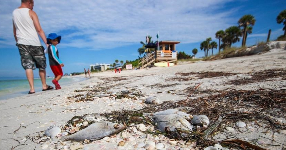 Peces muertos en Florida por la marea roja © Facebook/ Mote Marine Laboratory & Aquarium