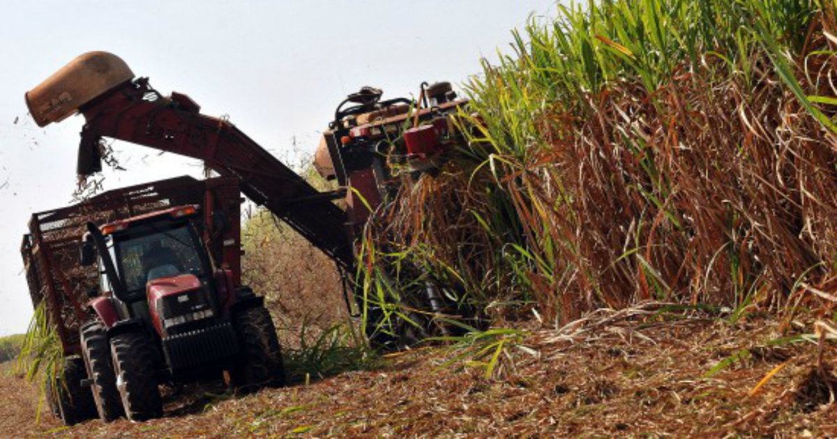 La zafra cubana no superó en la pasada campaña los 1.1 millones de toneladas de azúcar © Trabajadores