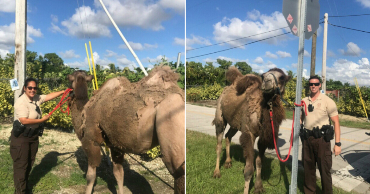 Camello en Miami © Twitter / @MiamiDadePD