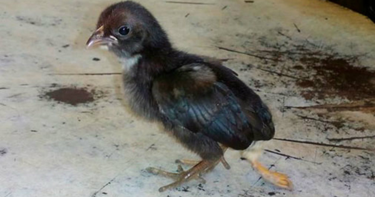 Pollo con tres patas, en Pinar del Río. © Guerrillero.