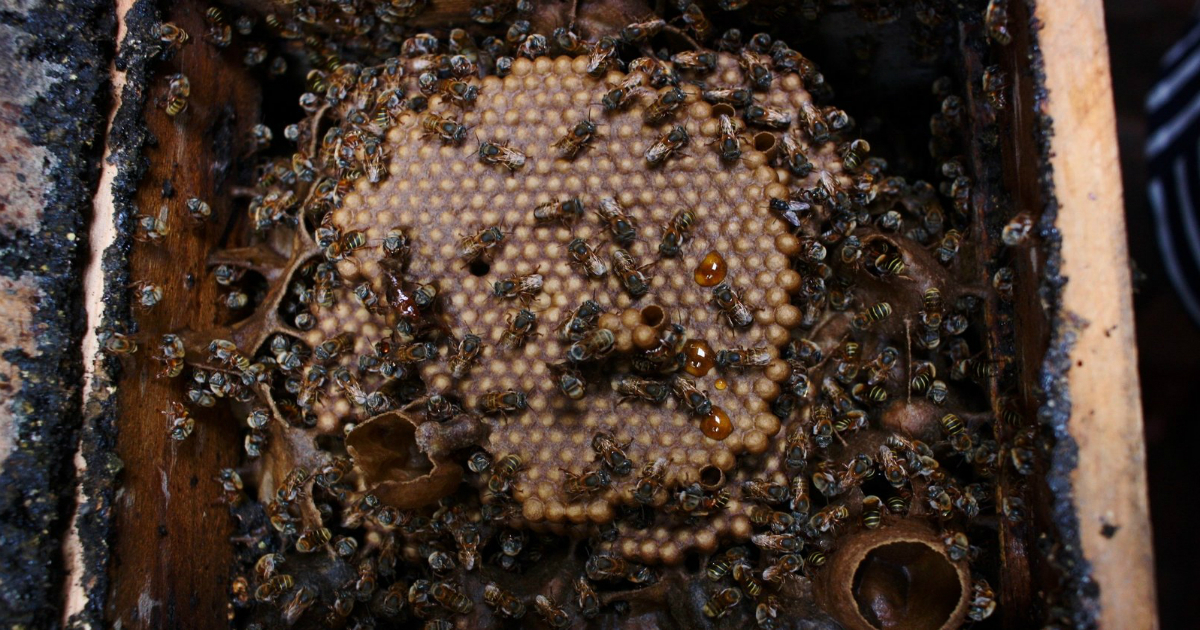 Un panal de la abeja Melipona beecheii en Cienfuegos, Cuba. © NPR / Zachary Smith
