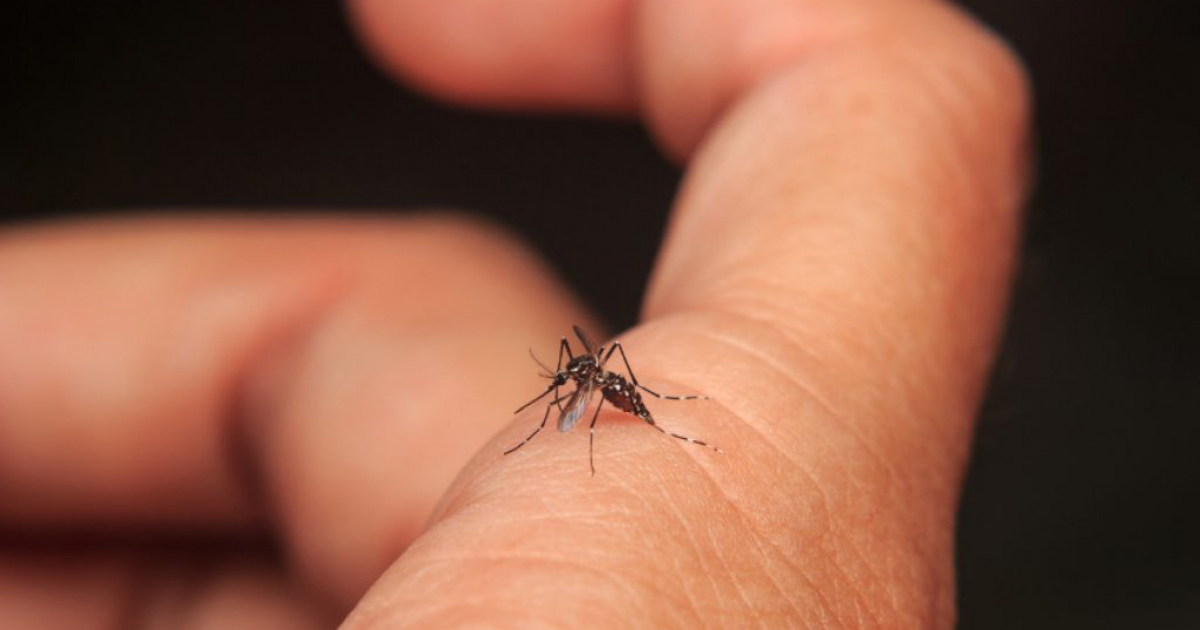 Mosquito trasmisor del dengue © Wikipedia