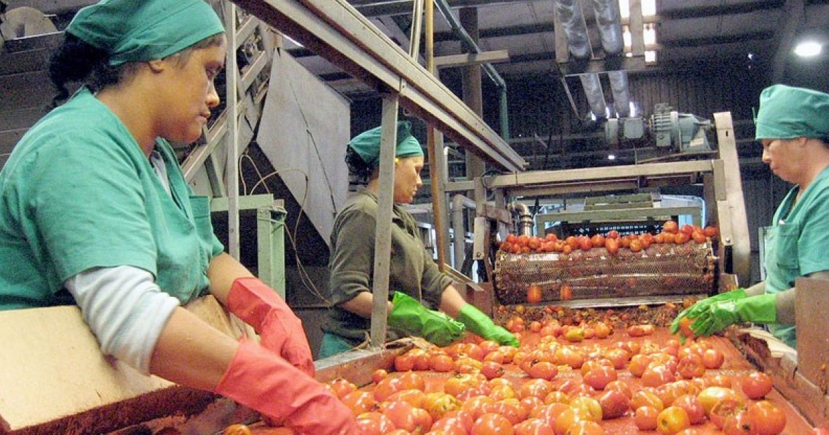 Industria del tomate en Ciego de Ávila © Invasor/ Pastor Batista