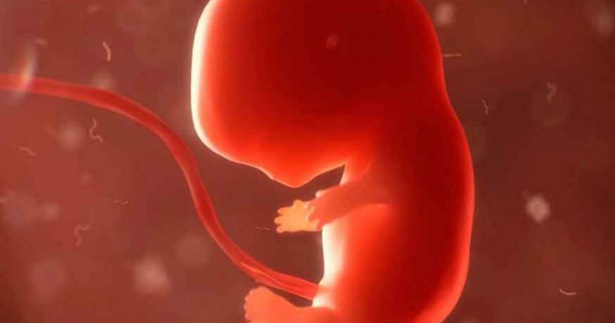 Embrión humano © Pixabay
