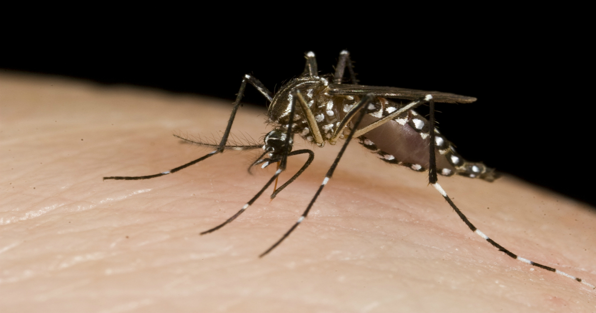 Mosquito transmisor del dengue © Mosquito / Department of Foreign Affairs and Trade