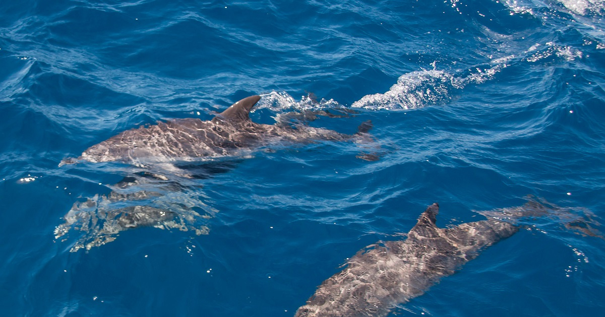 Delfines © El Coleccionista de Instantes Fotografía & Video/Flickr