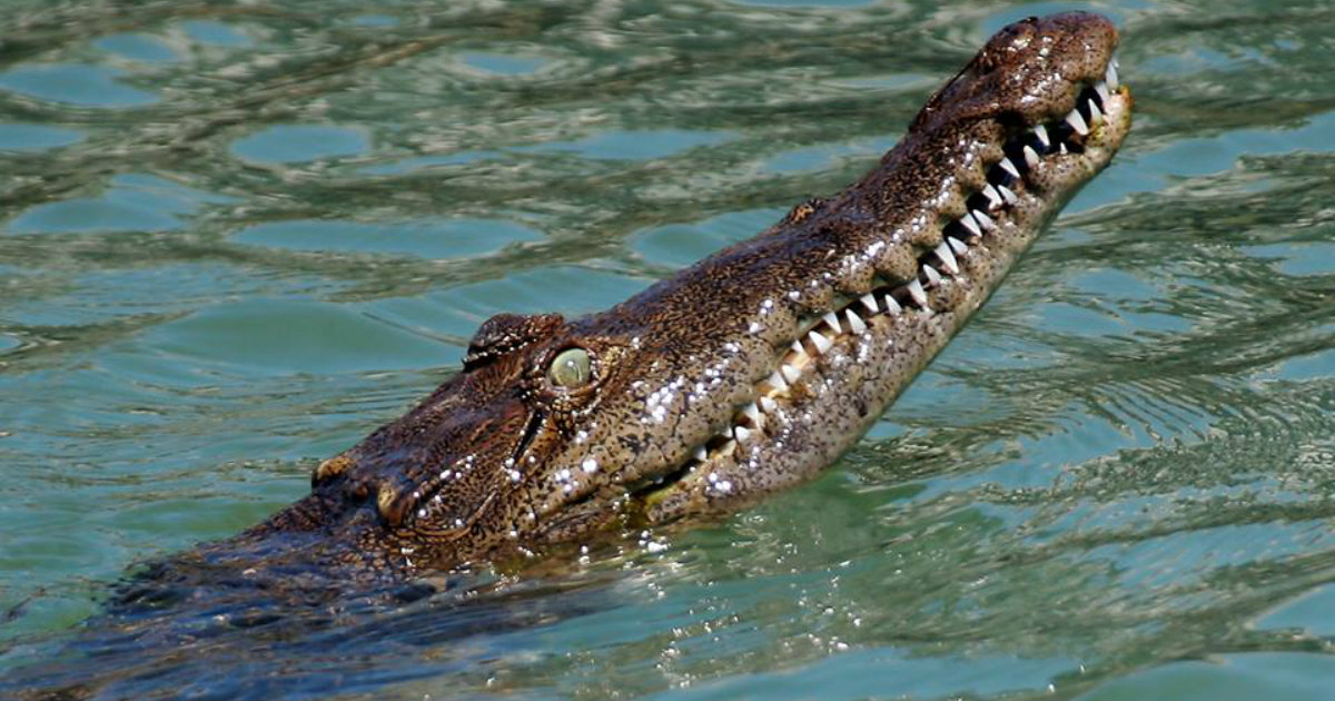 Un cocodrilo, en Florida. © Florida Keys Crocodrile / Facebook