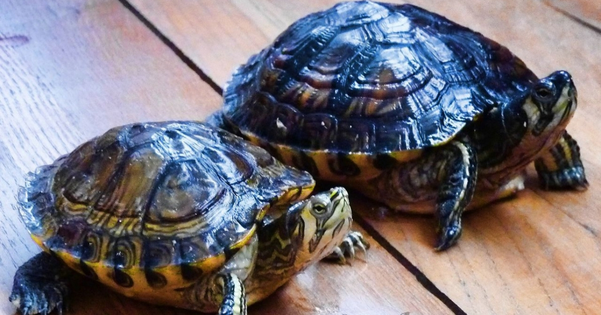 Tortugas caseras © Flickr/ juantiagues