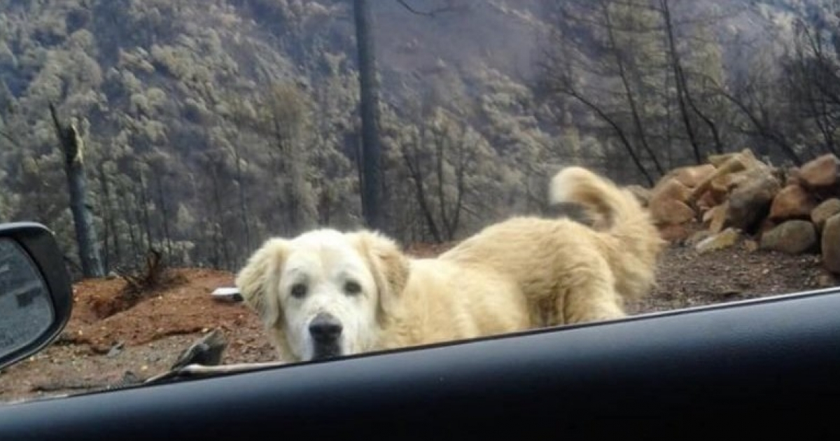 Madison, el perro que huyó del fuego y regresó a su casa. © Facebook/ K9 Paw Print Rescue
