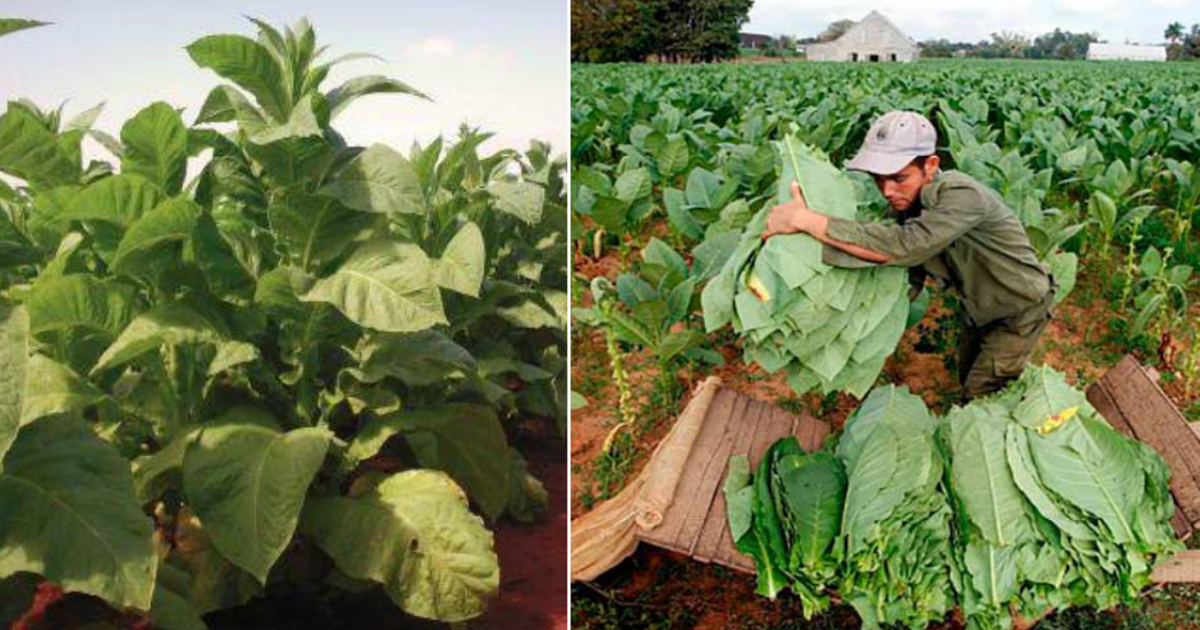 Tabaco Virginia © Collage Ecured/Cubadebate