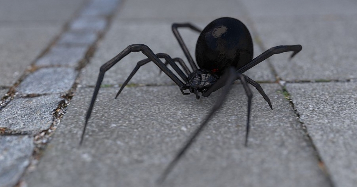 Araña Viuda Negra © Pixabay
