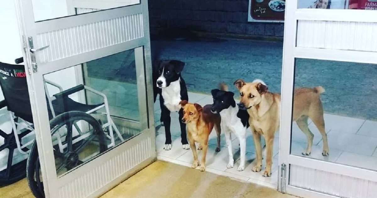 Perros a la entrada del hospital © Cris Mamprim/Facebook
