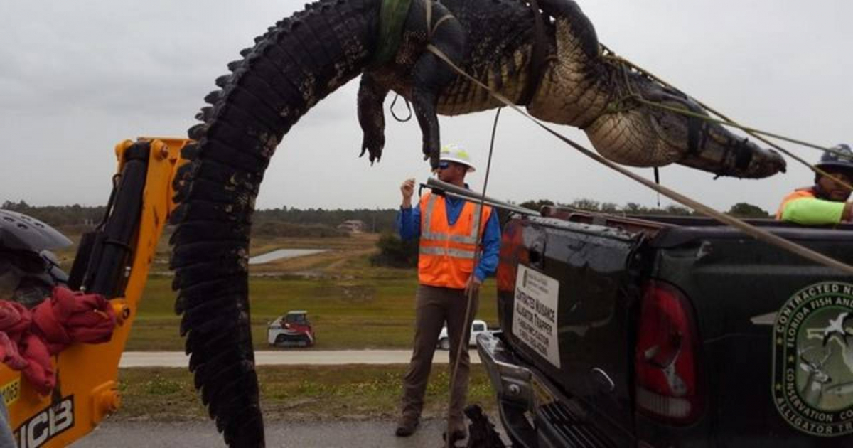El enorme caimán de 500 libras de peso y 12 pies de largo © Facebook/News 6 WKMG/ClickOrlando Foto: Jim Cutway 