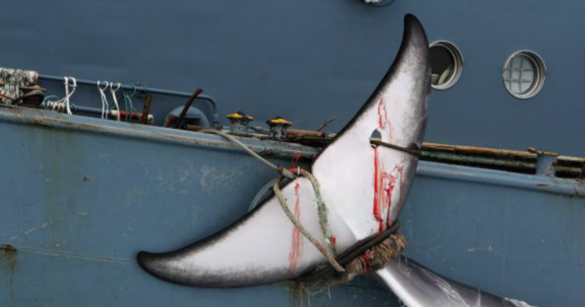 Japón retomará la caza comercial de ballenas en 2019. © Greenpeache.org