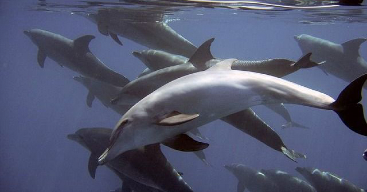 Delfines © Wikipedia