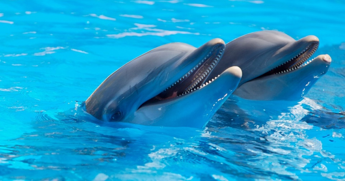 Delfines © Pixabay